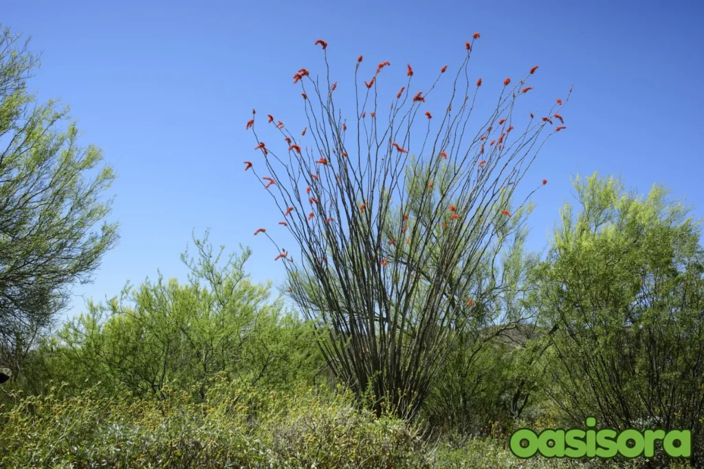 Ocotillo-Fouquieria-splendens