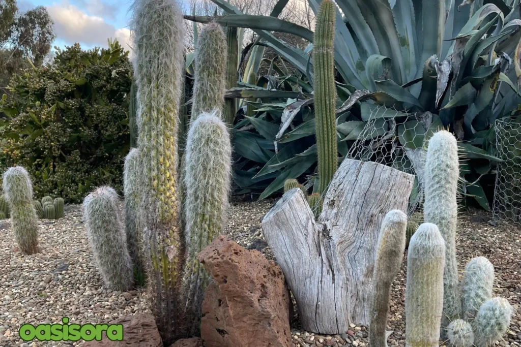 Old-Man-Cactus-Cephalocereus-senilis.webp
