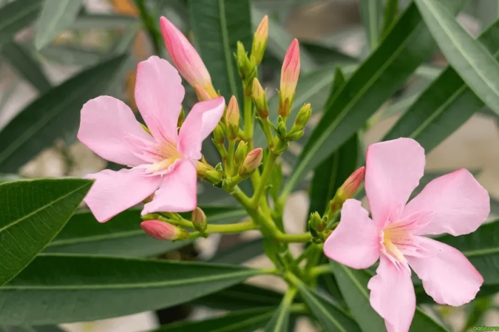 Oleander