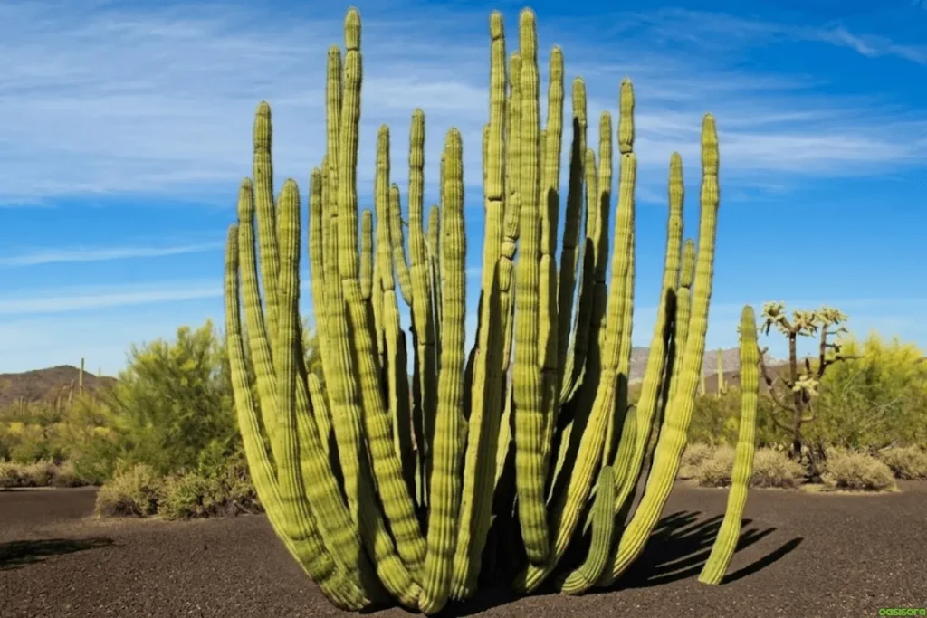 Organ-Pipe-Cactus