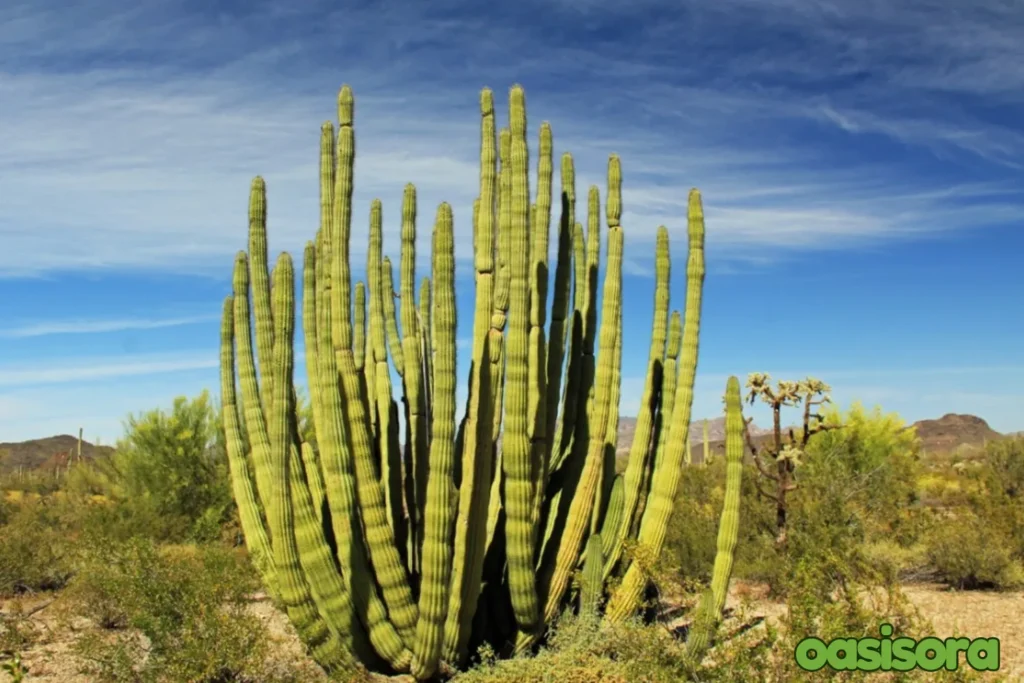 Organ-Pipe-Cactus-Stenocereus-thurberi.webp
