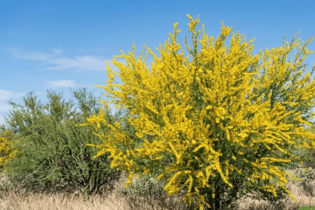 Palo-Brea-Tree