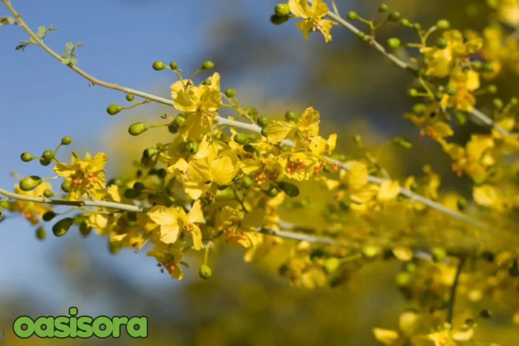 Paloverde-Parkinsonia-aculeata