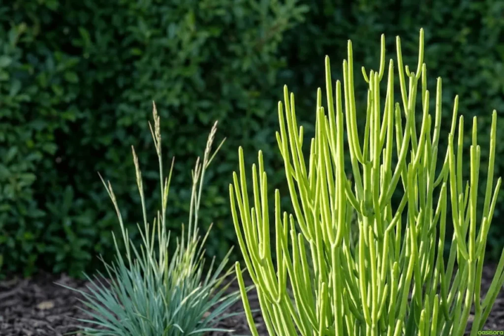 Pencil-Cactus