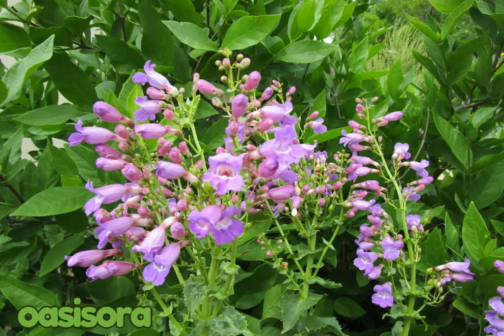 Penstemon-pseudospectabilis.webp
