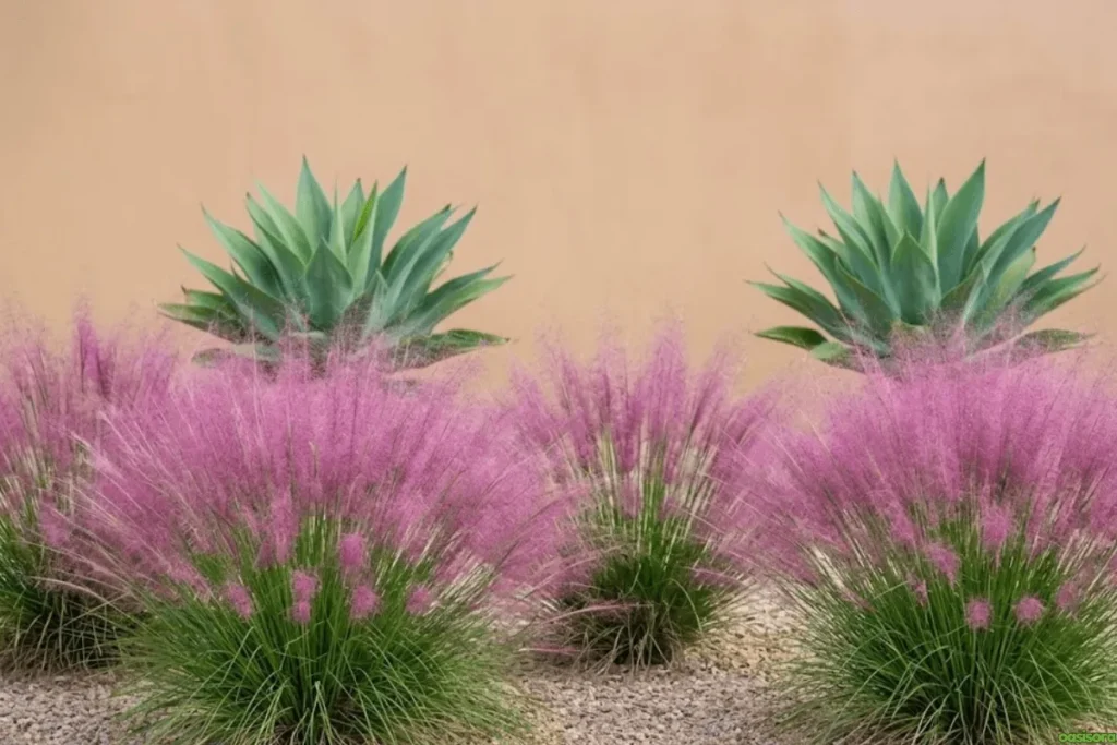 Pink-Muhly-Grass