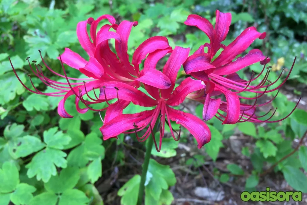 Pink-Spider-Lily-Lycoris-sprengeri