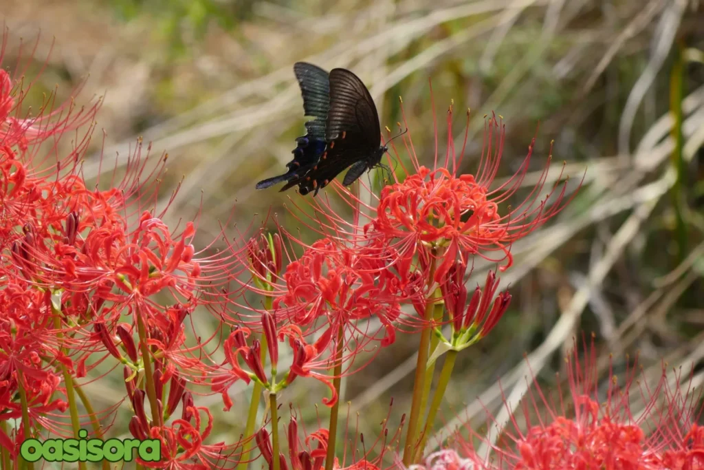 Practical-Uses-of-Spider-Lilies.
