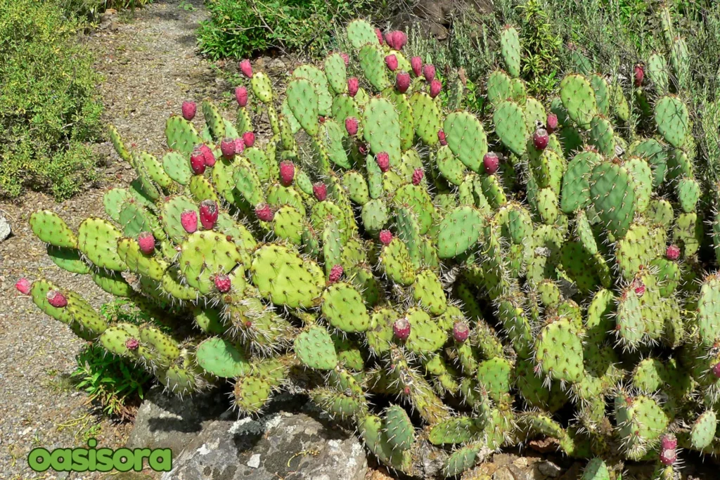 Prickly-Pear-Opuntia.webp
