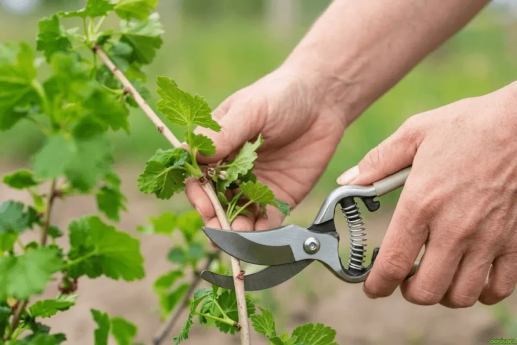 Propagate-your-Plants