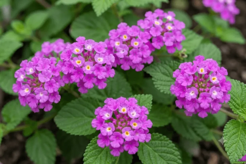 Purple-Lantana