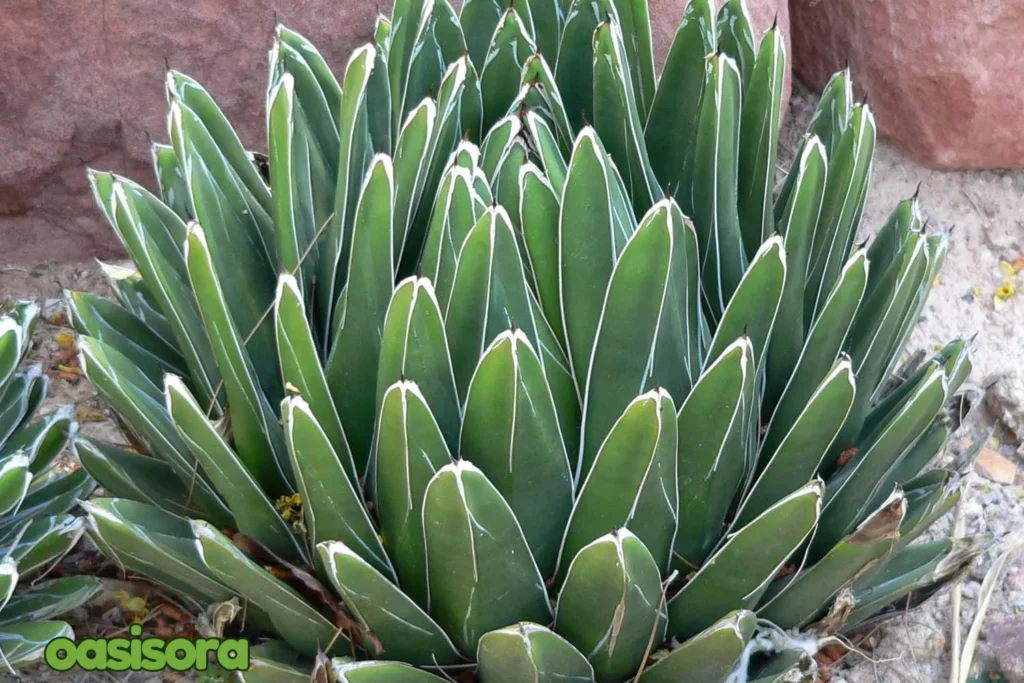 Queen-Victoria-Agave.webp
