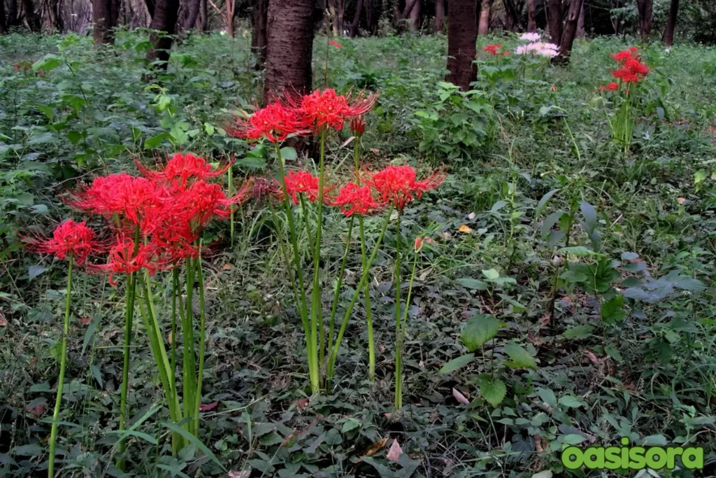 Red-Spider-Lily-Lycoris-radiata