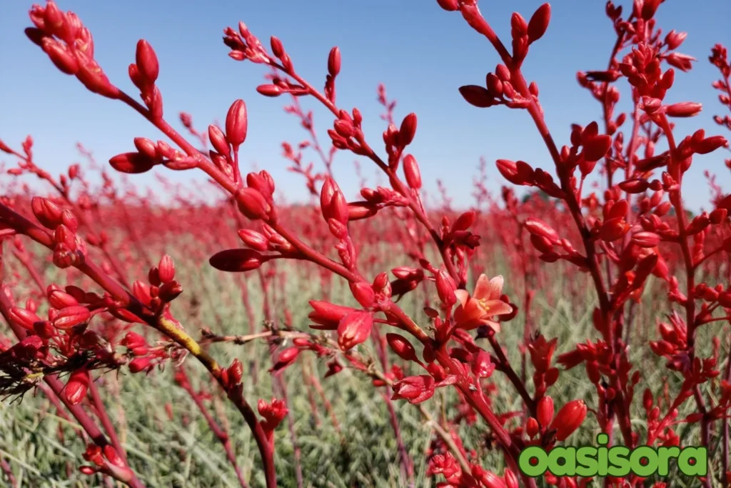 
Red-Yucca-Hesperaloe-parviflora