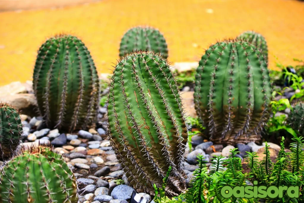 Rock-garden