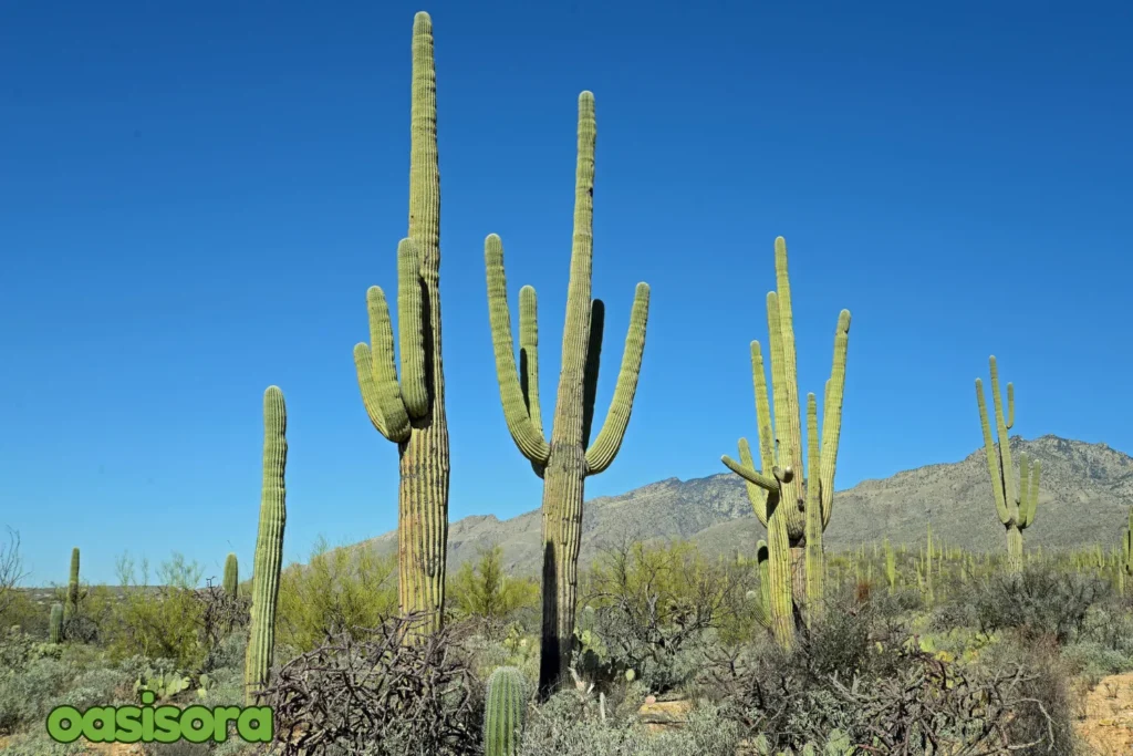 Saguaro-Cactus.webp
