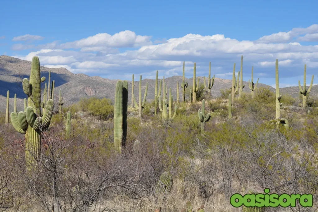 Saguaro-Cactus-Carnegiea-gigantea