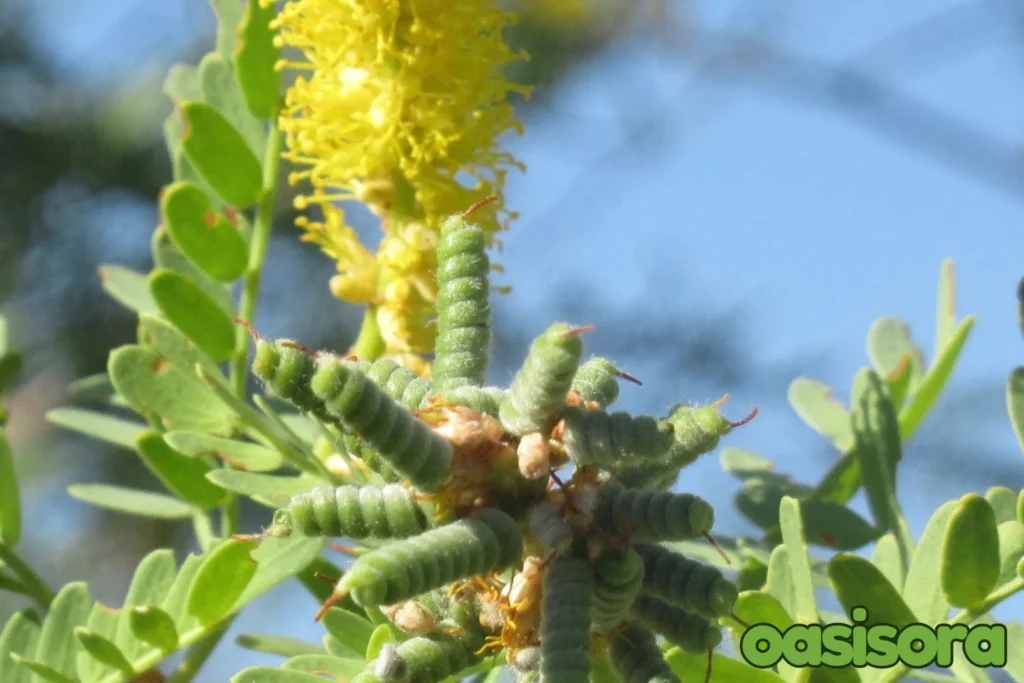 Screwbean-Mesquite-Prosopis-pubescens