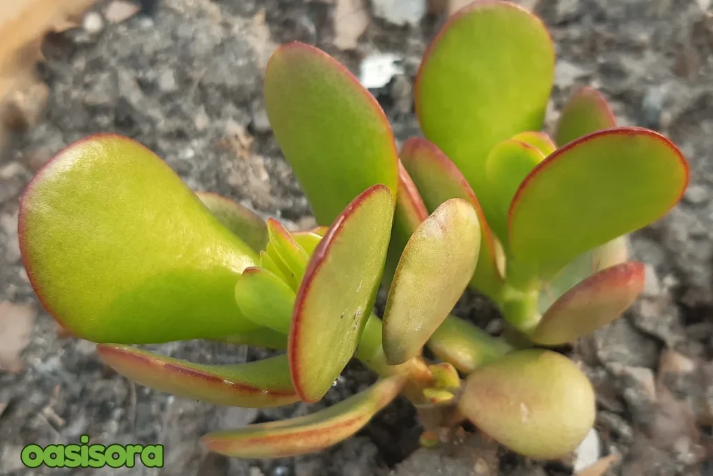 Silver-Jade-Crassula-arborescens.webp
