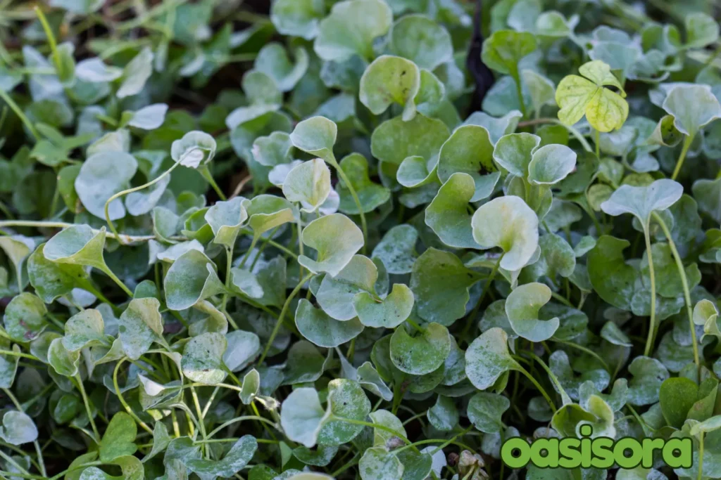 Silver-Ponyfoot-Dichondra-argentea.webp
