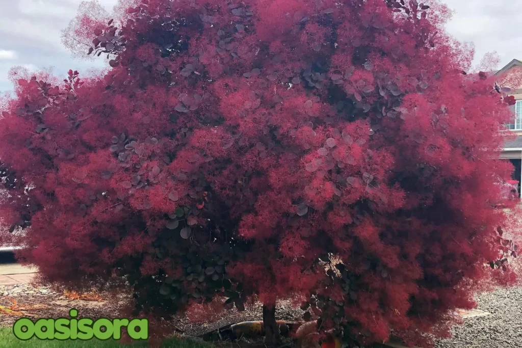 
Smoke-tree-Psorothamnus-spinosus