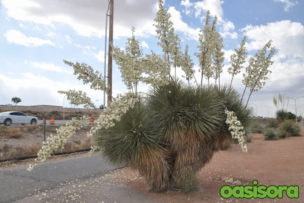 
Soaptree-Yucca-Yucca-elata