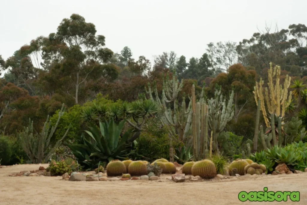 growing-zones-
for-cactus-plants.webp
