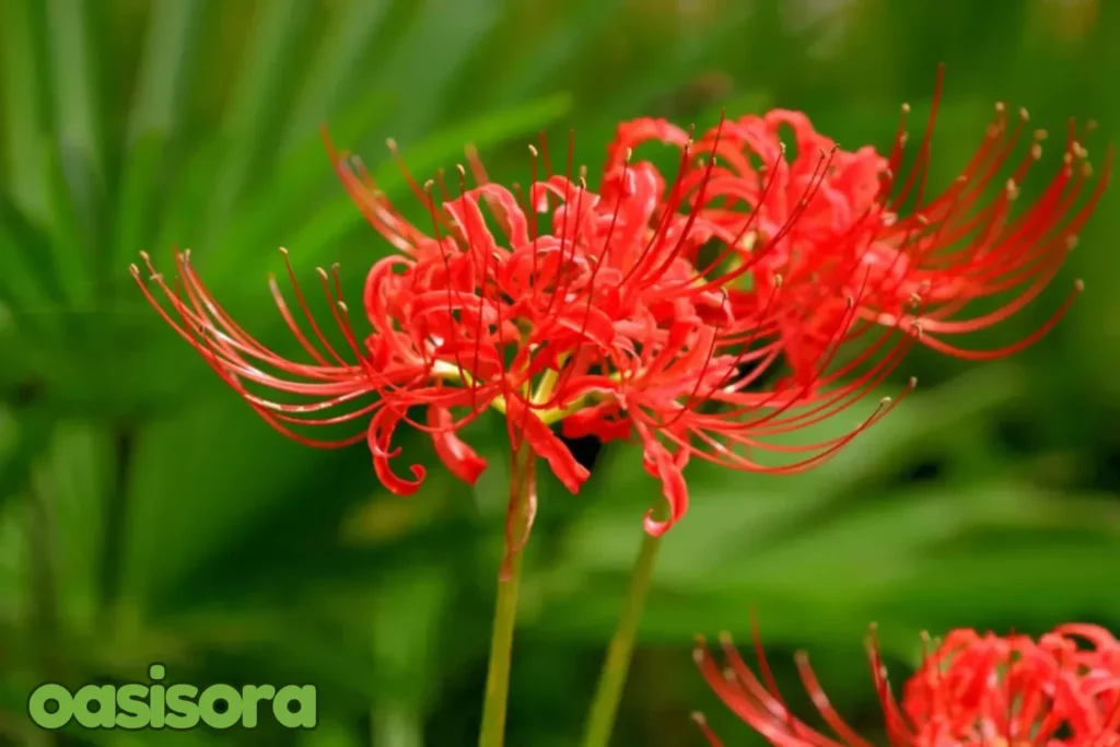 Spider-Lily-A-Symbol-of-Life-and-Death
