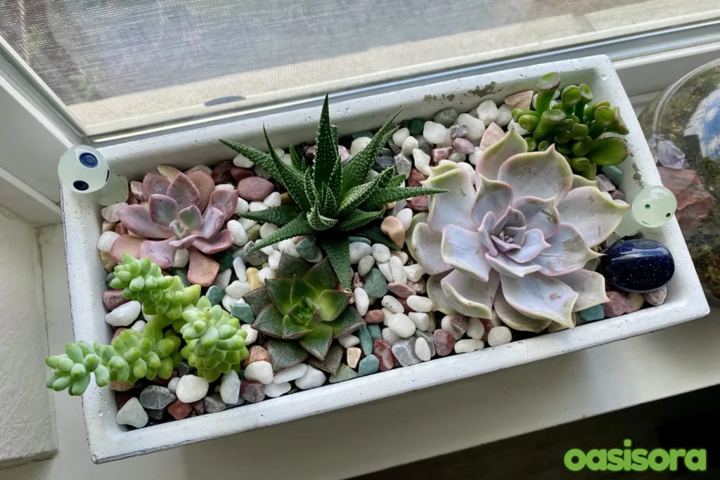 Succulent-Box