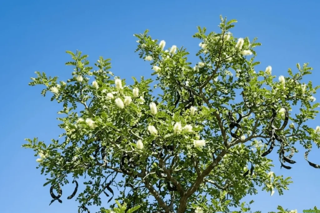 Texas-Ebony-Tree