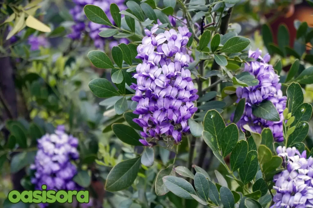 Texas-Mountain-Laurel-Sophora-secundiflora