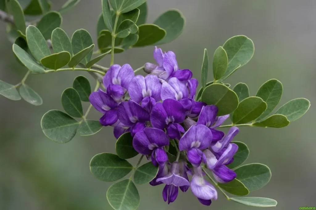 Texas-Mountain-Laurel-Tree