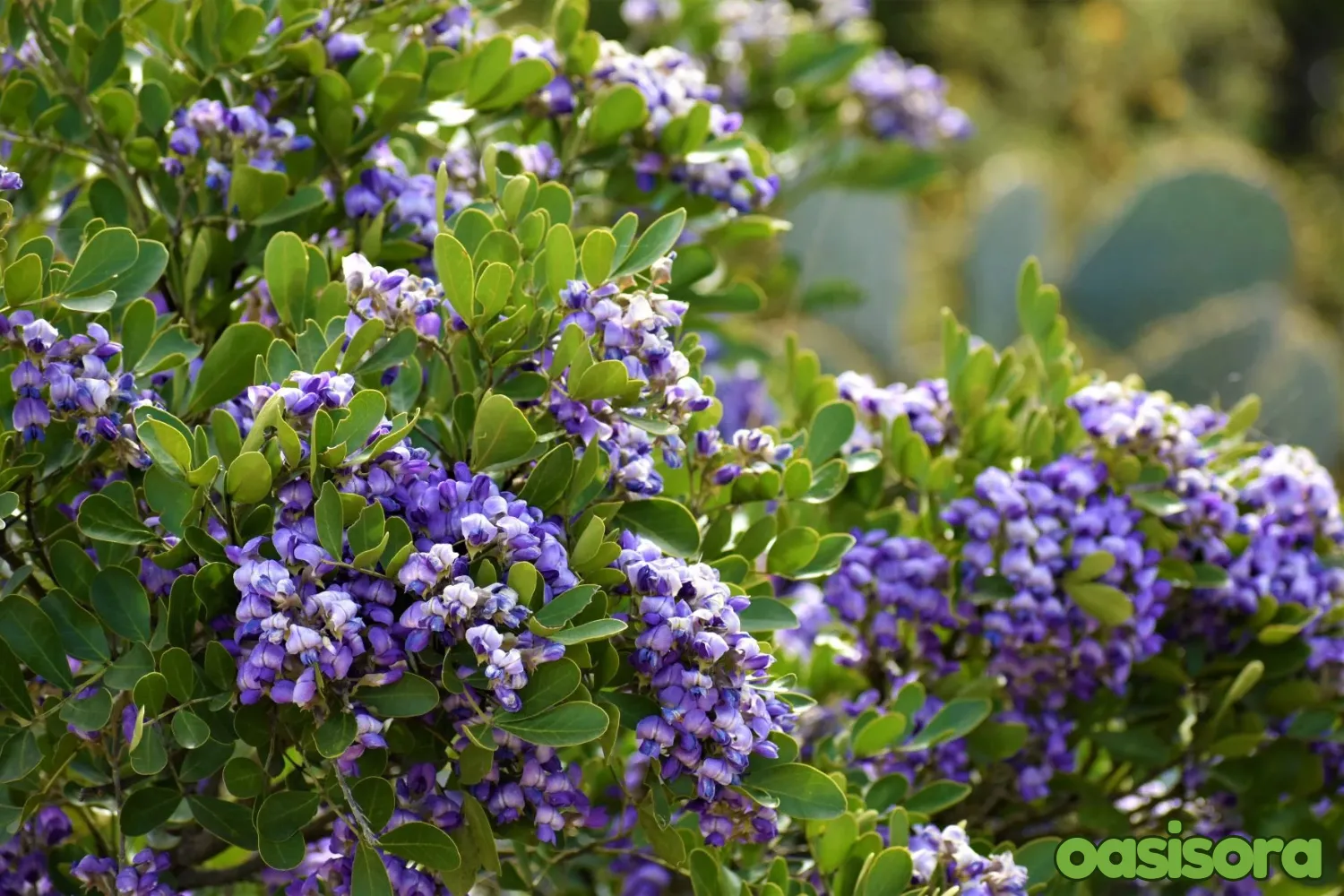 Texas-Mountain-Laurel-Tree-Sophora-secundiflora