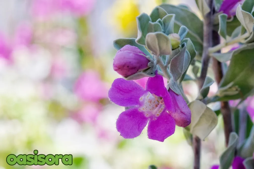 Texas-Sage-Leucophyllum-frutescens