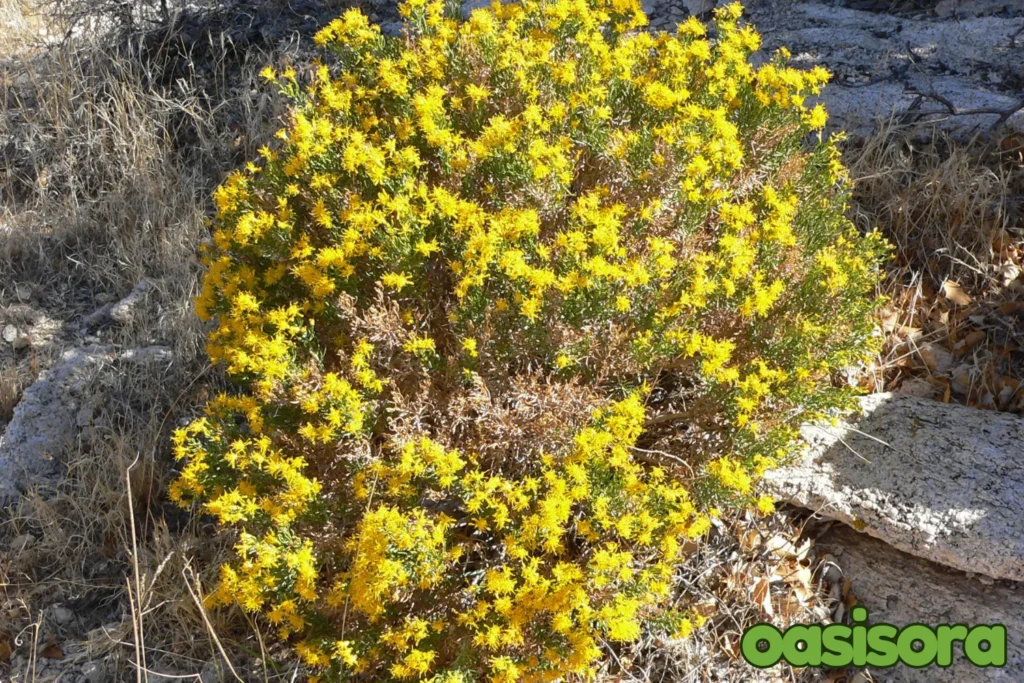 Brittlebush-Encelia-farinosa