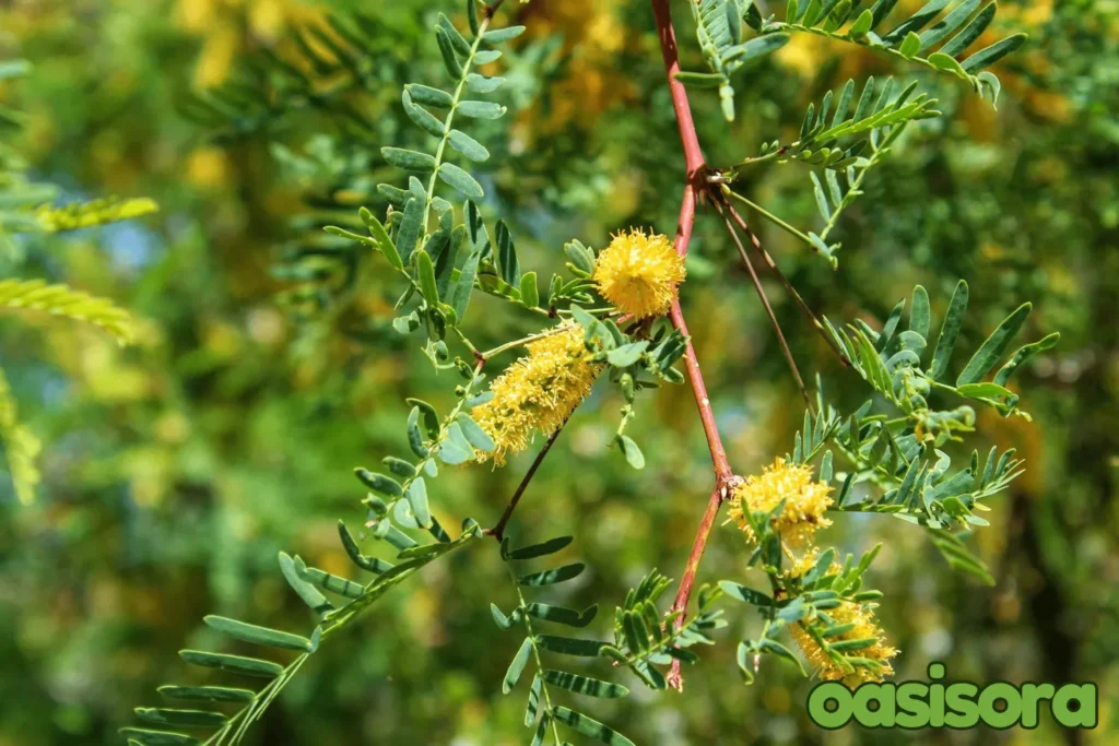 Honey-Mesquite -Prosopis-glandulosa