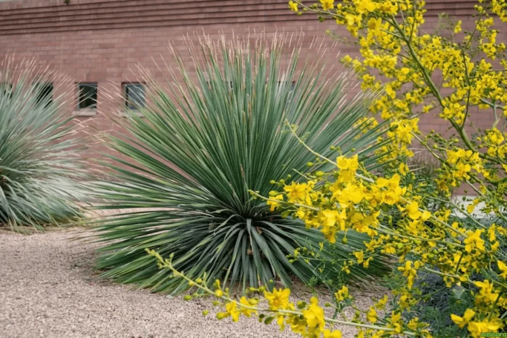 Yellow-Palo-Verde