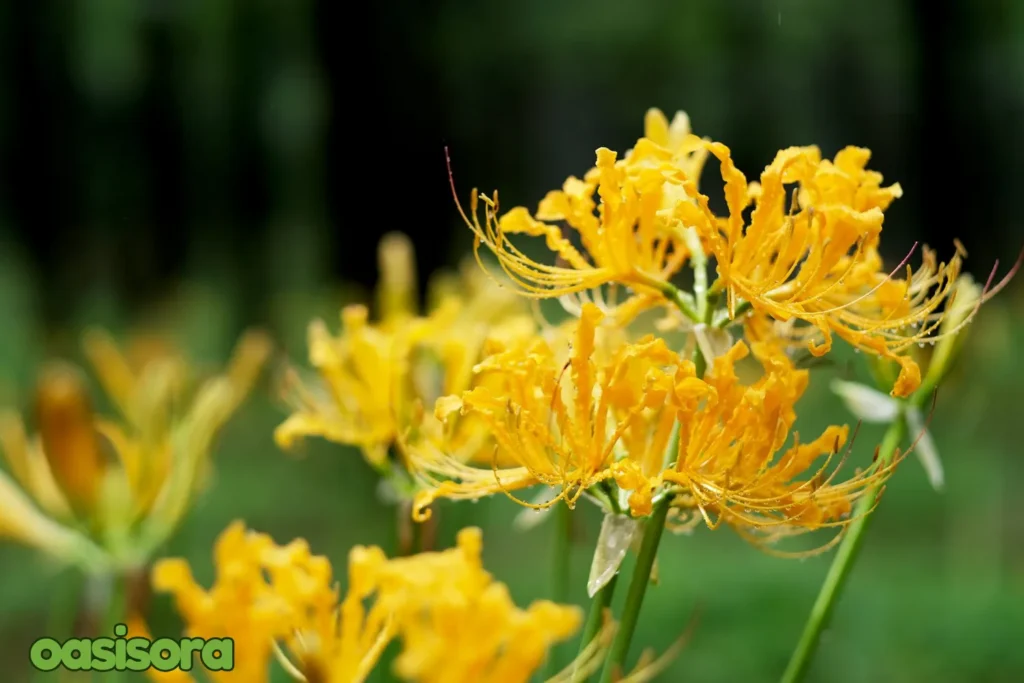 Yellow-Spider-Lily-Lycoris-aurea.
