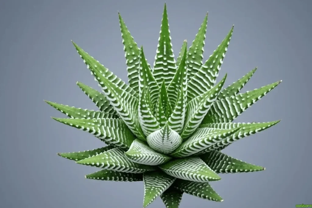 Zebra-Haworthia