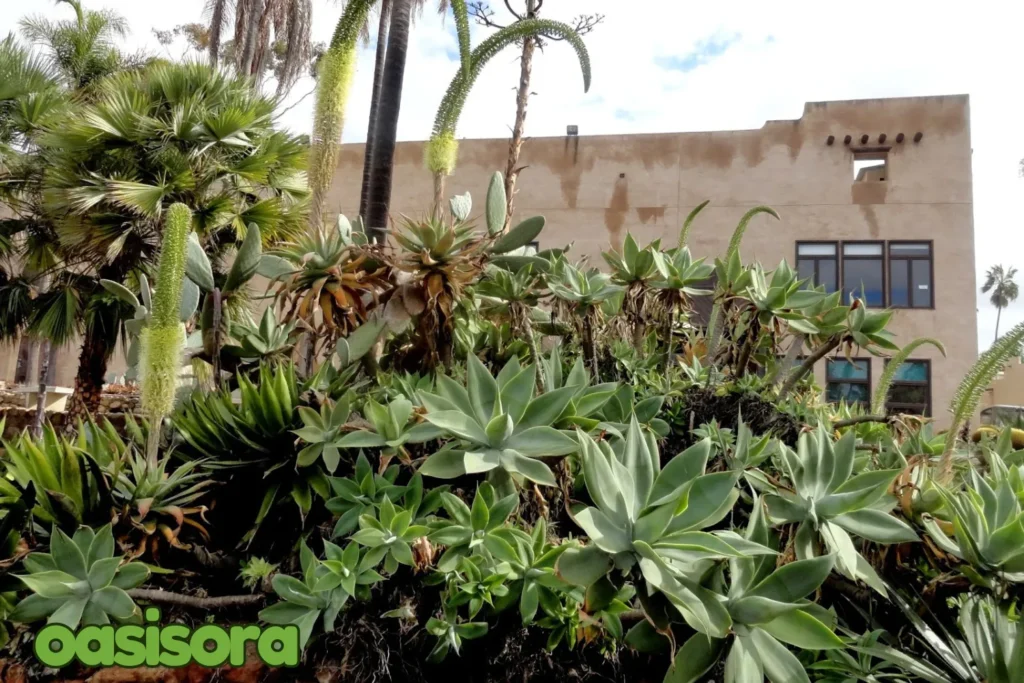 cactus-garden-at-Balboa-Park