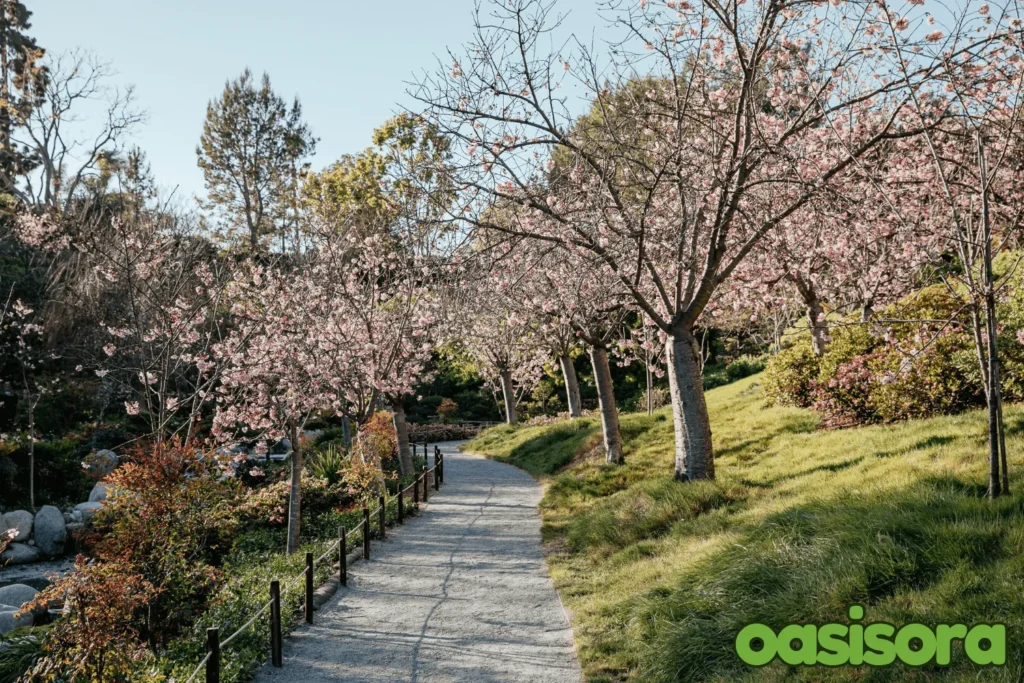 cherry-tree-at-the-Japanese-Friendship-Garden