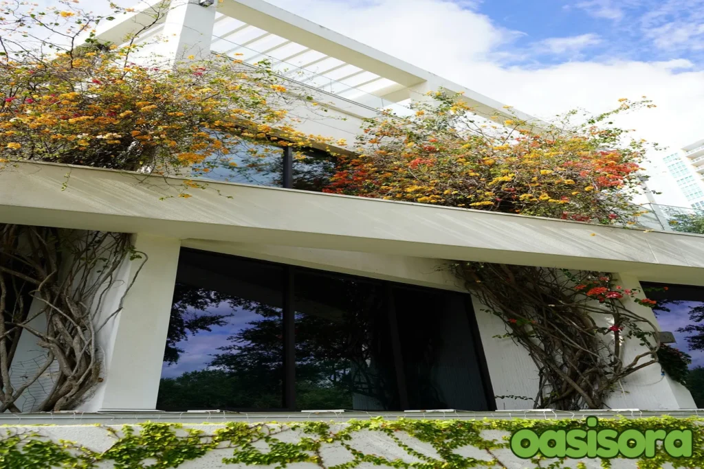 climbing-vines-Balcony