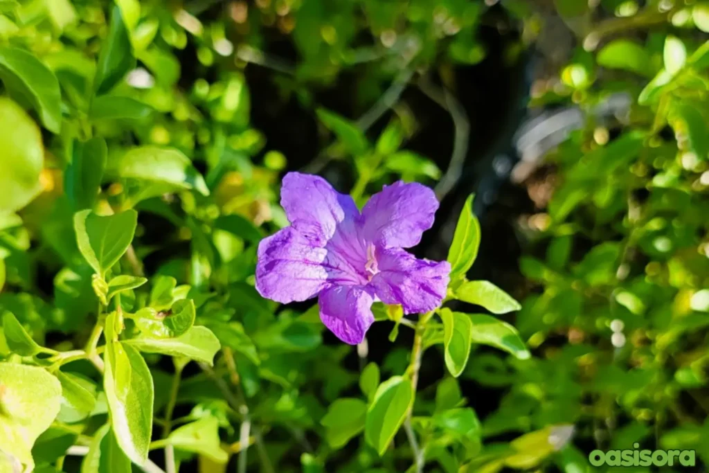 desert-ruellia