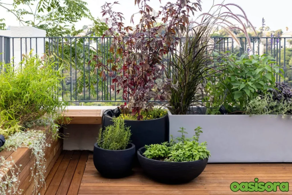 light-weight-planters-with-dwarf-evergreen-shrubs-for-balcony.
