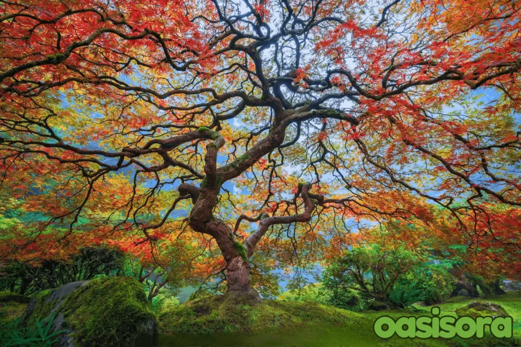 
old-Japanese-maple-at-Portland-Japanese-Garden