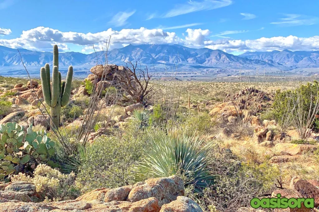 10-best-Native-arizona-trees