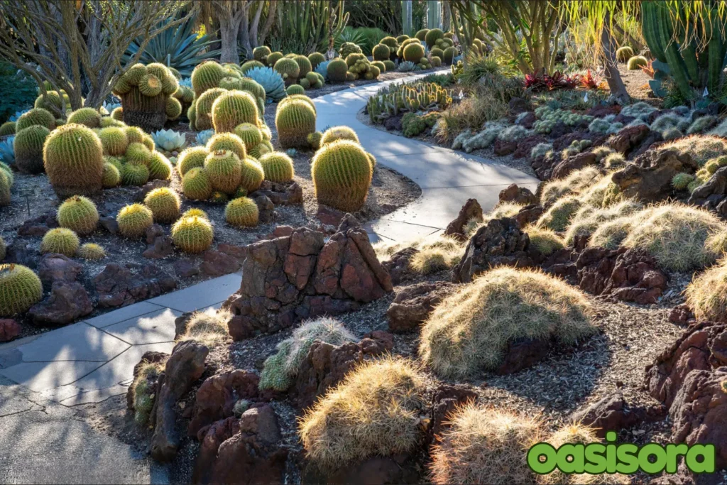 small-rock-and-arrangement-of-cacti-and-shrubs