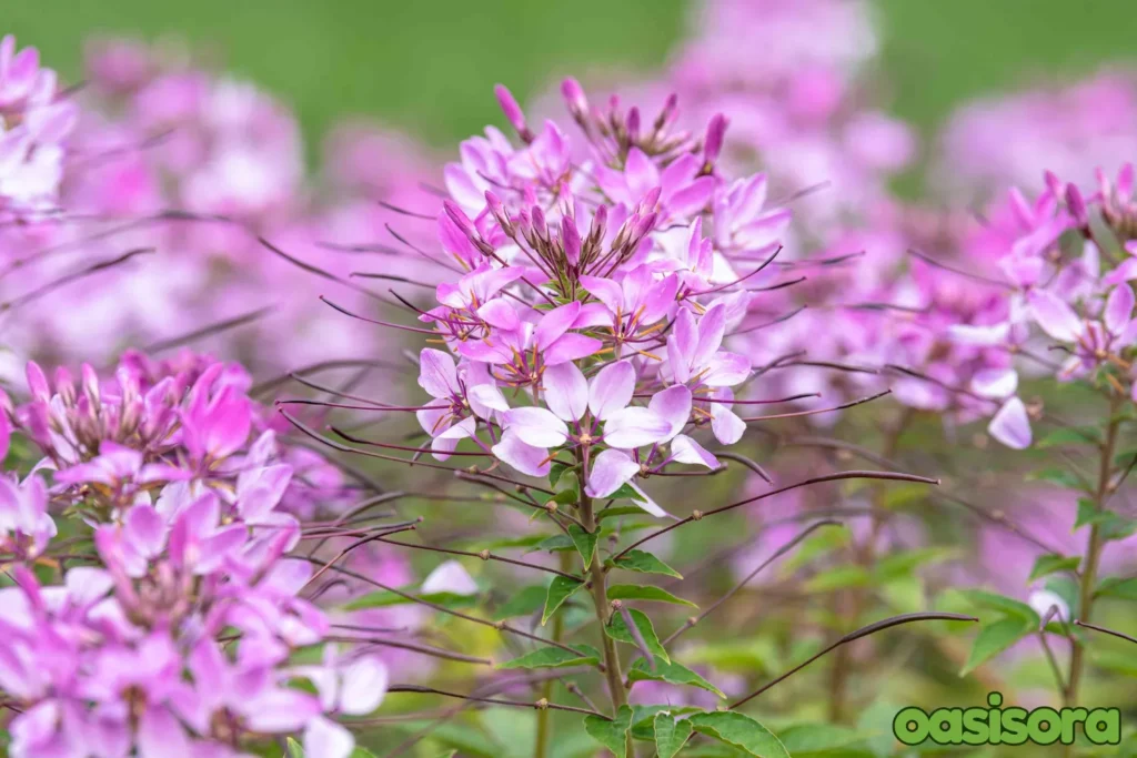 spider-flower-enhance-the-beauty.
