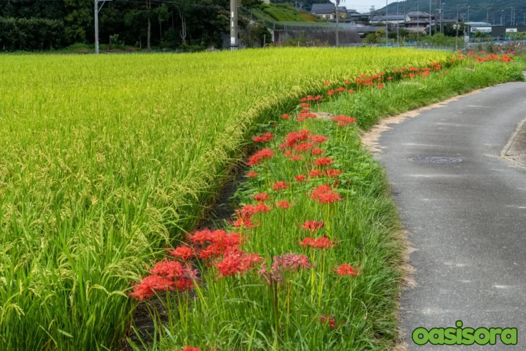 spider-lilies-Kyushu-area.