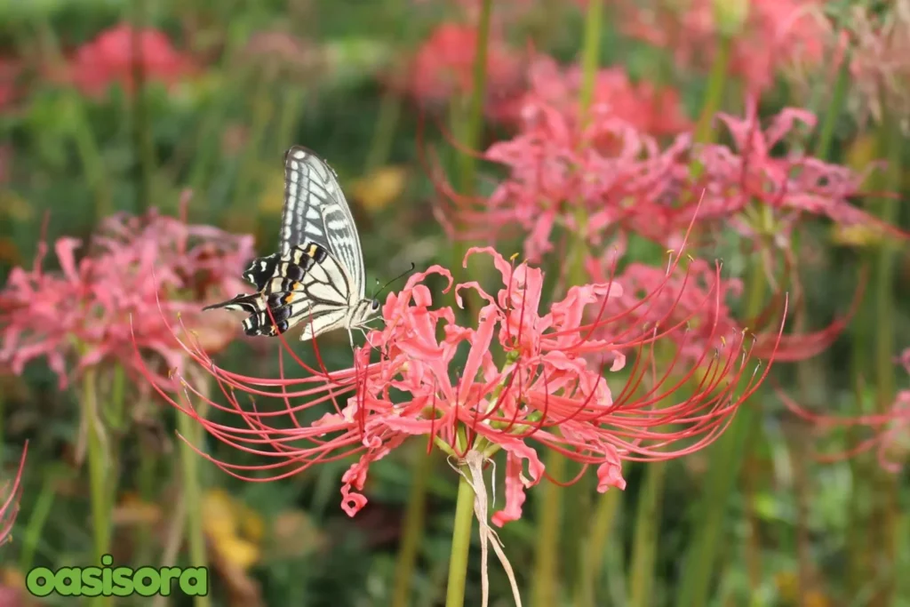 spider-lilies-in-Shikoku-area.
